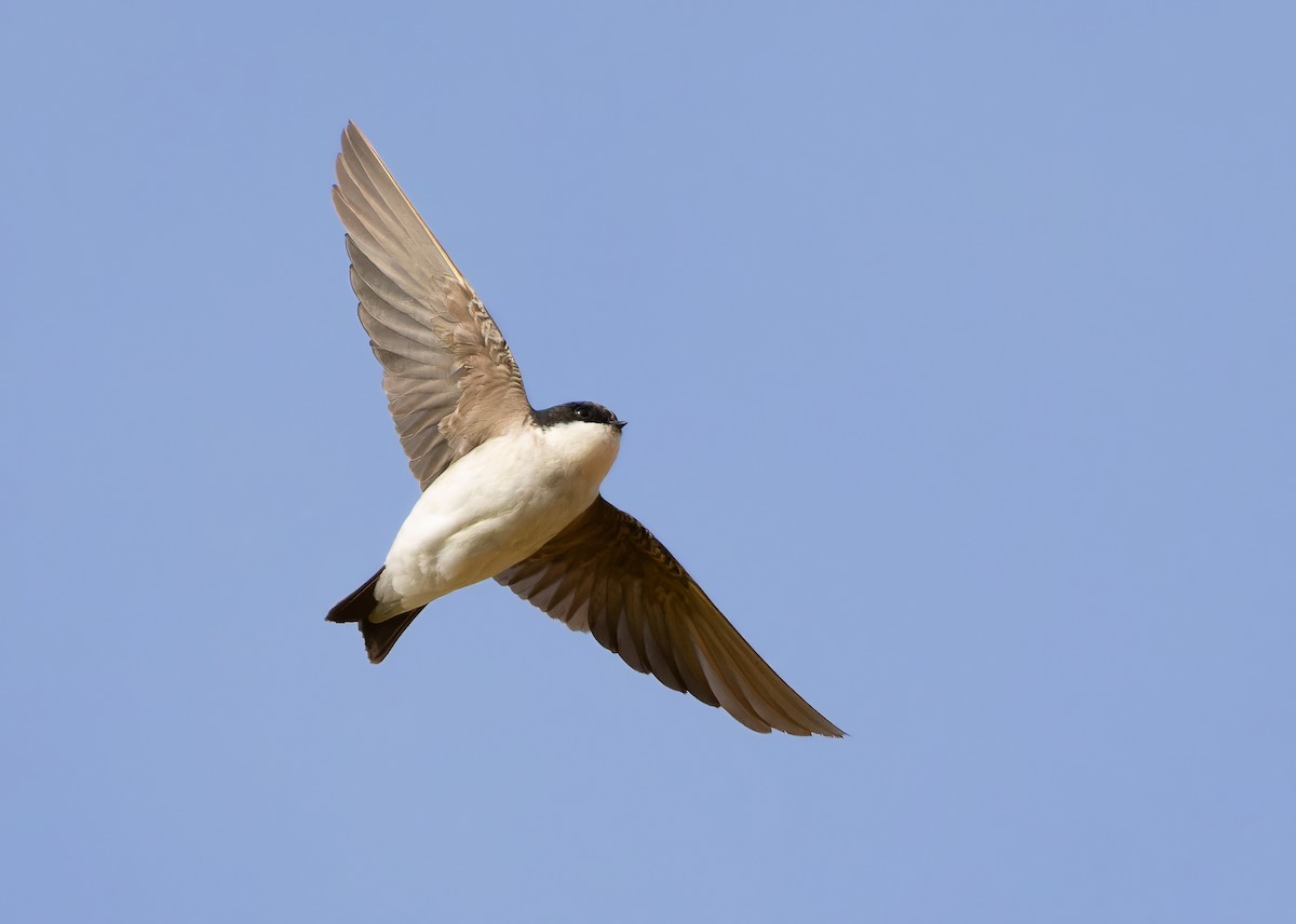 Siberian House-Martin - ML612257315