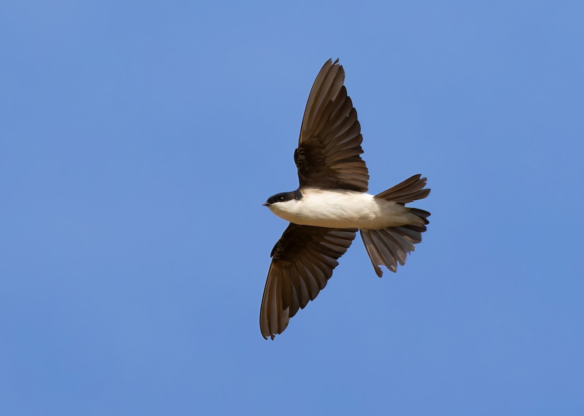 Siberian House-Martin - ML612257318