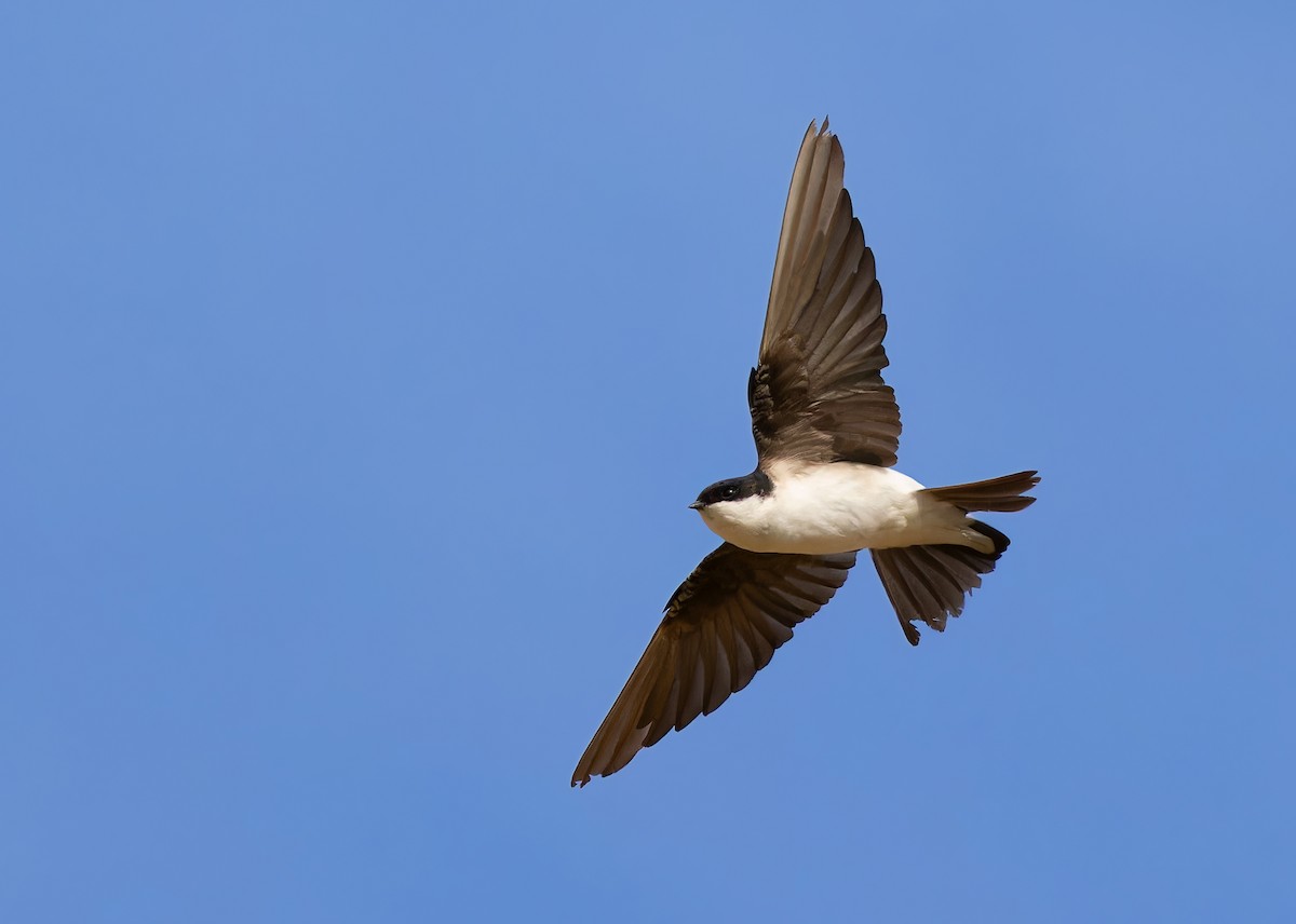 Siberian House-Martin - ML612257319