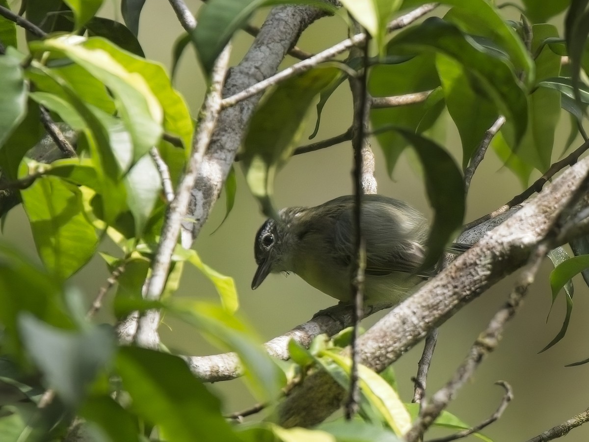 Yellow-breasted Antwren - ML612257370