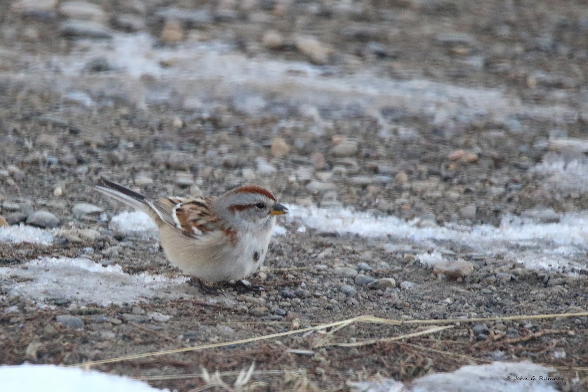 American Tree Sparrow - ML612257386