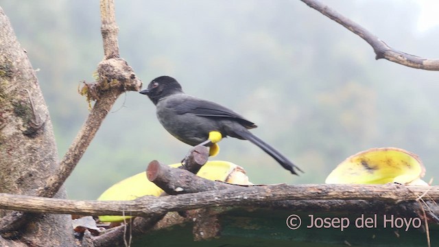 Yellow-thighed Brushfinch - ML612257458