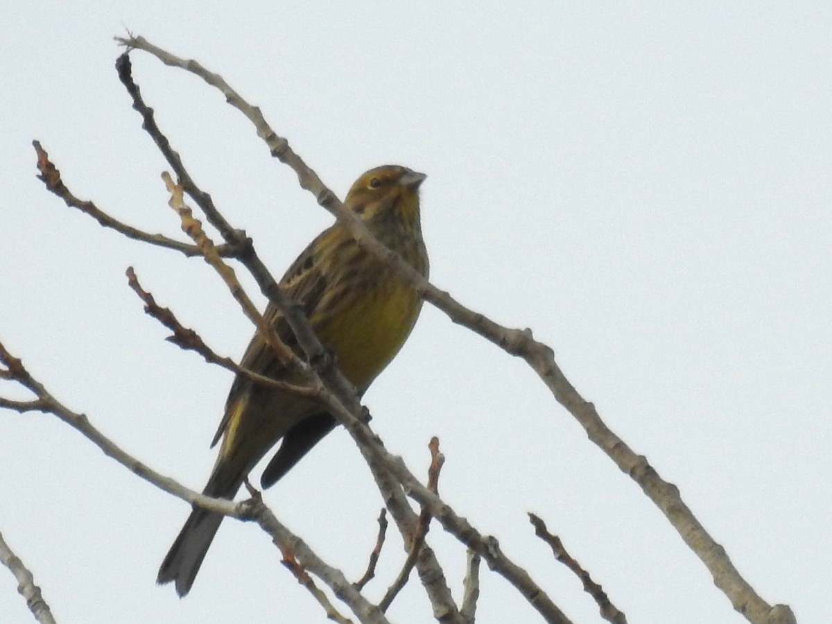 Yellowhammer - ML612257520