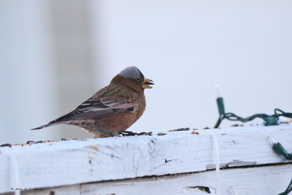 Gray-crowned Rosy-Finch - ML612257539