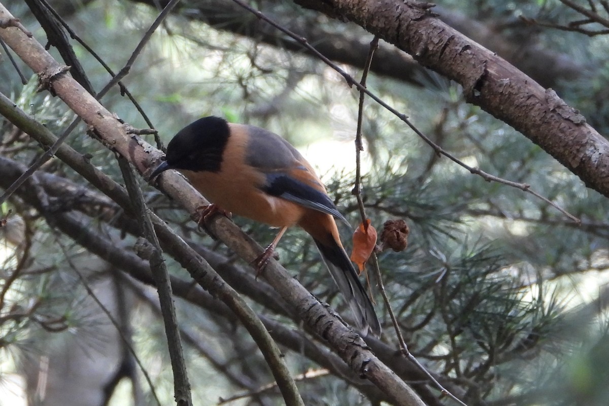 Rufous Sibia - ML612257610