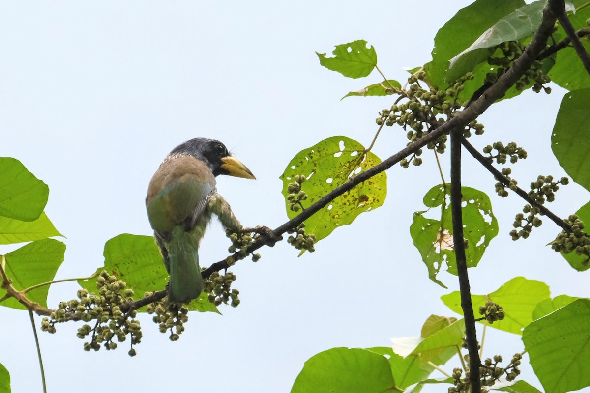 Great Barbet - P. F.