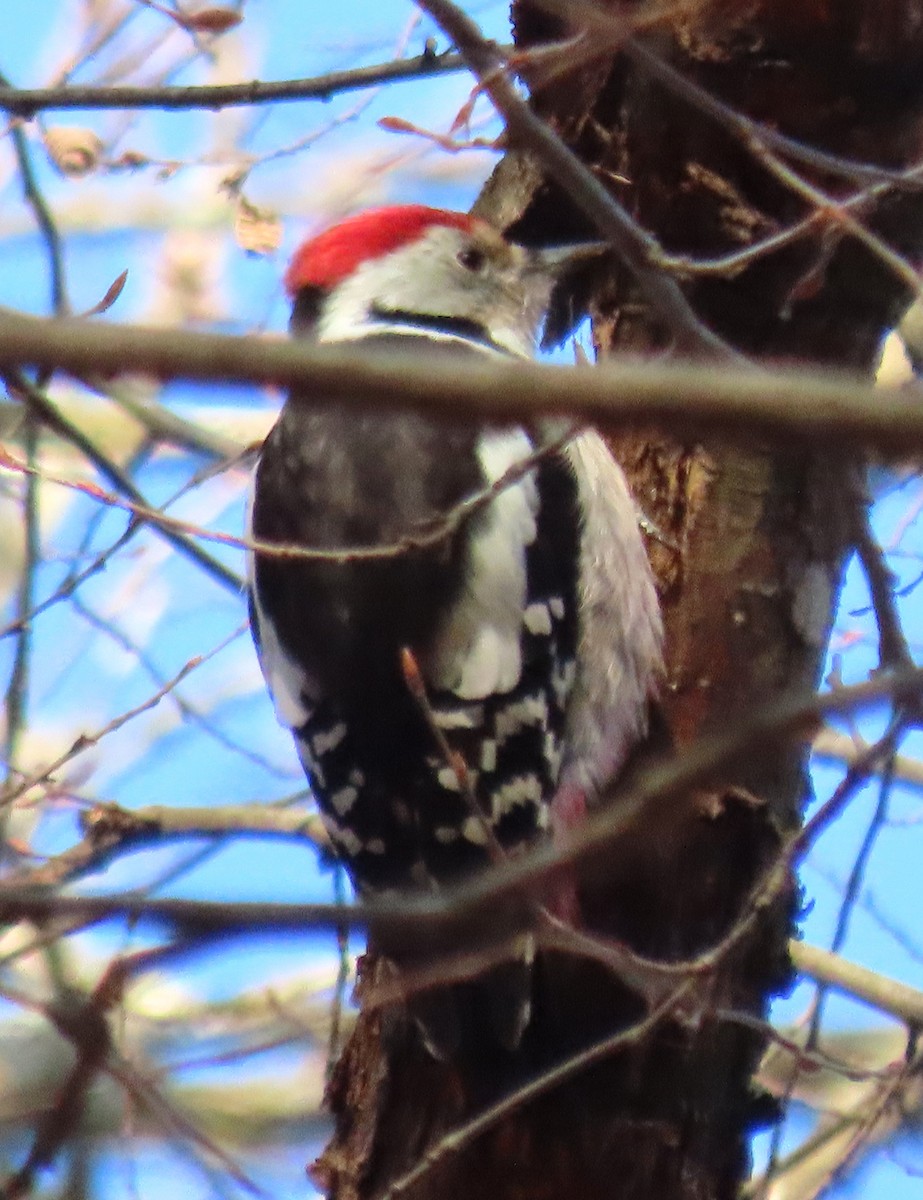Middle Spotted Woodpecker - ML612257644