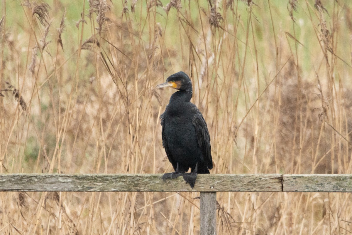 Great Cormorant - Letty Roedolf Groenenboom