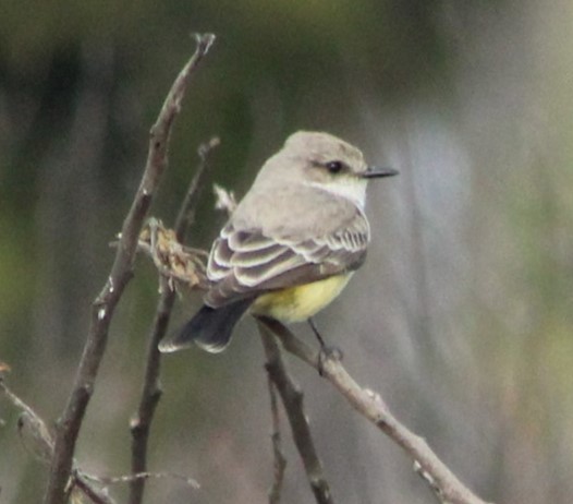 Vermilion Flycatcher - ML612257843