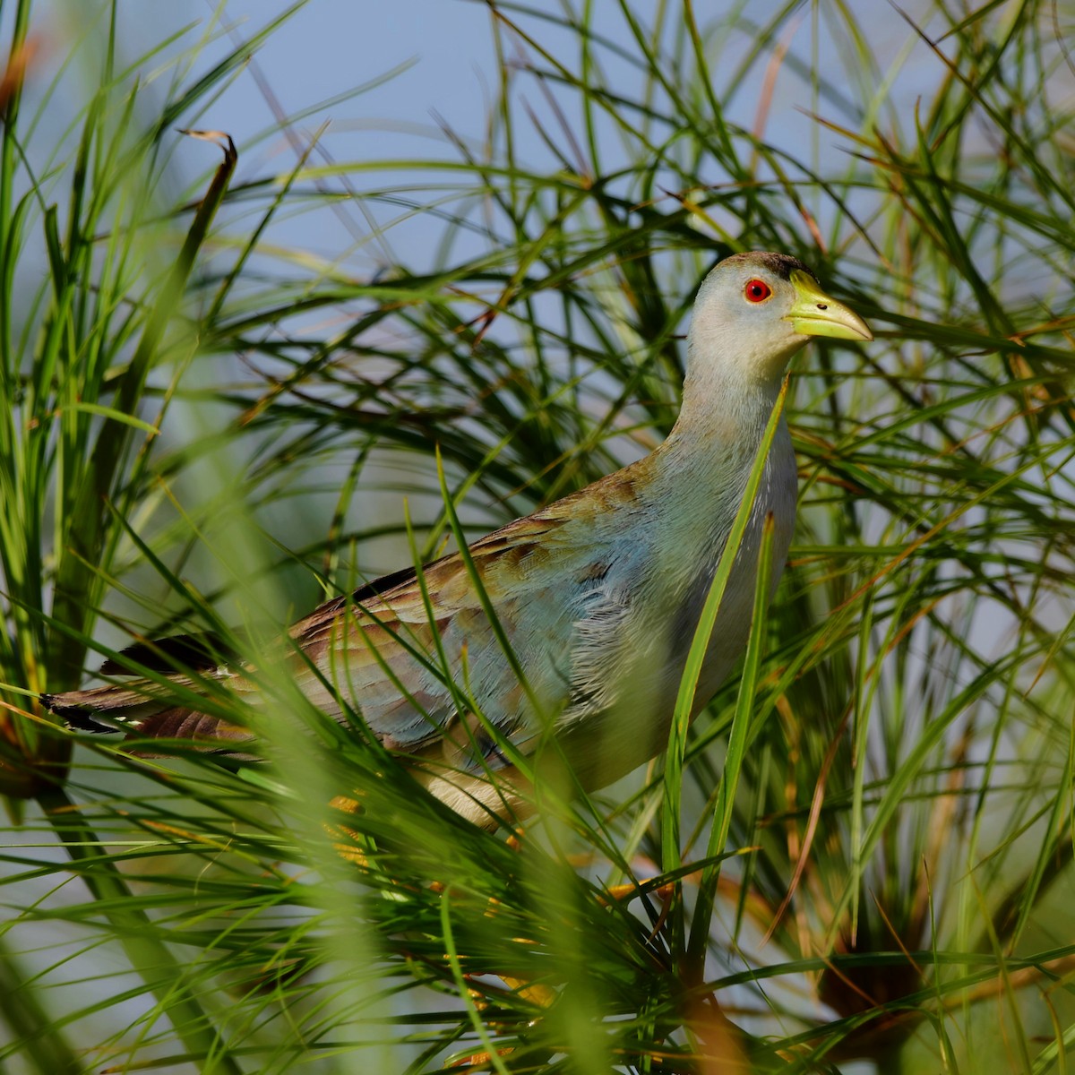 Azure Gallinule - Pedro Rocha