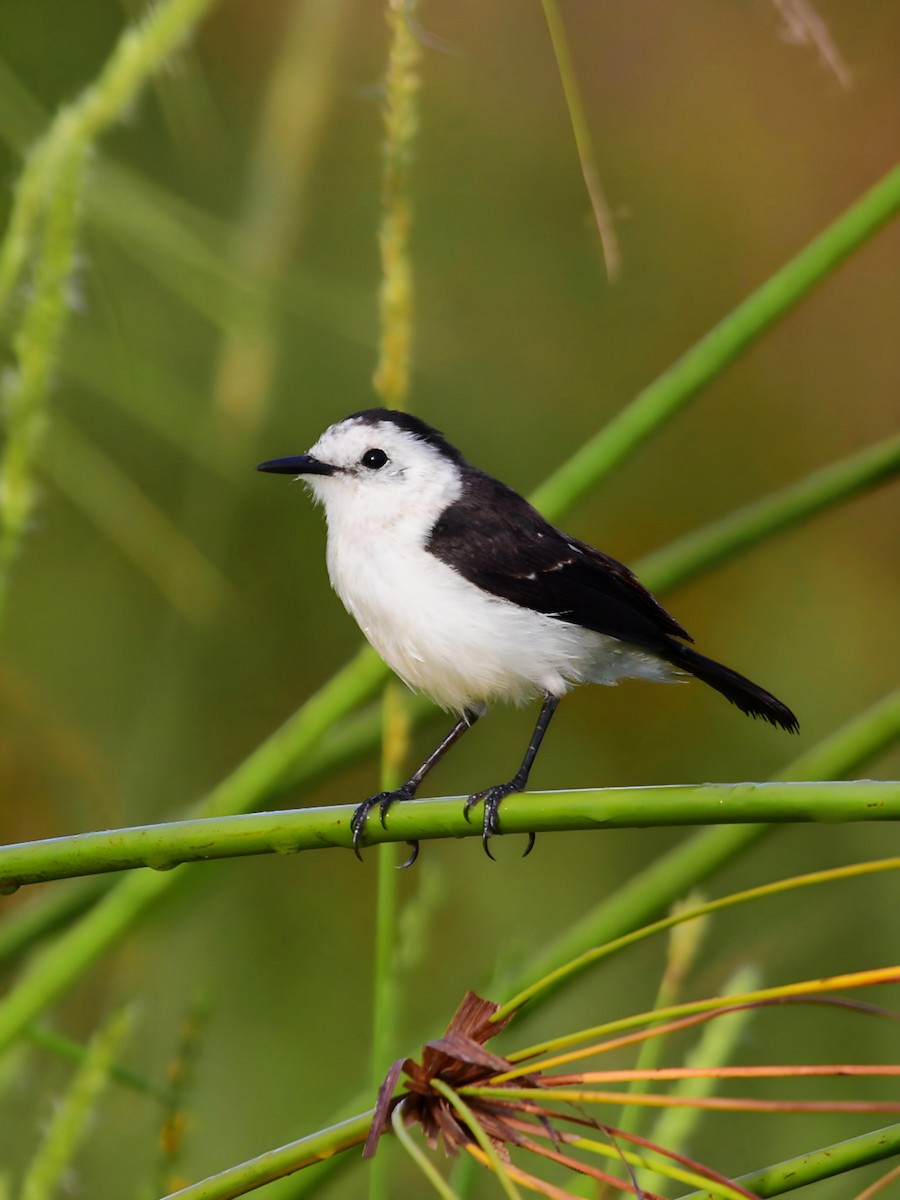 Black-backed Water-Tyrant - Pedro Rocha