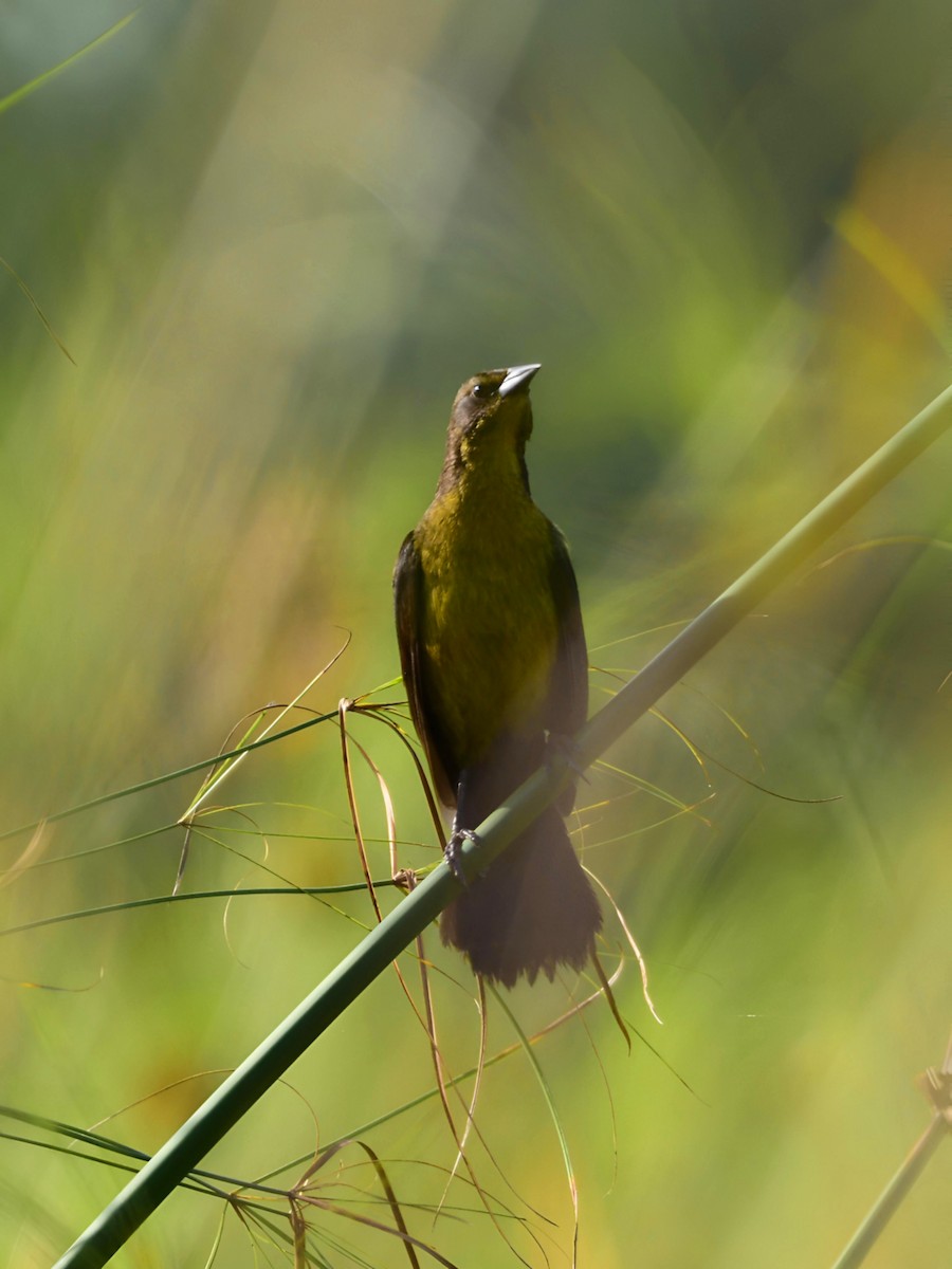 Unicolored Blackbird - Pedro Rocha