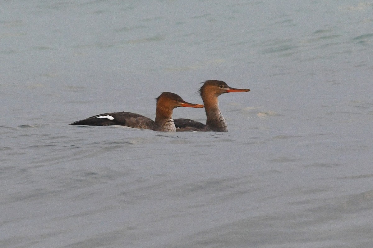 Red-breasted Merganser - ML612257897