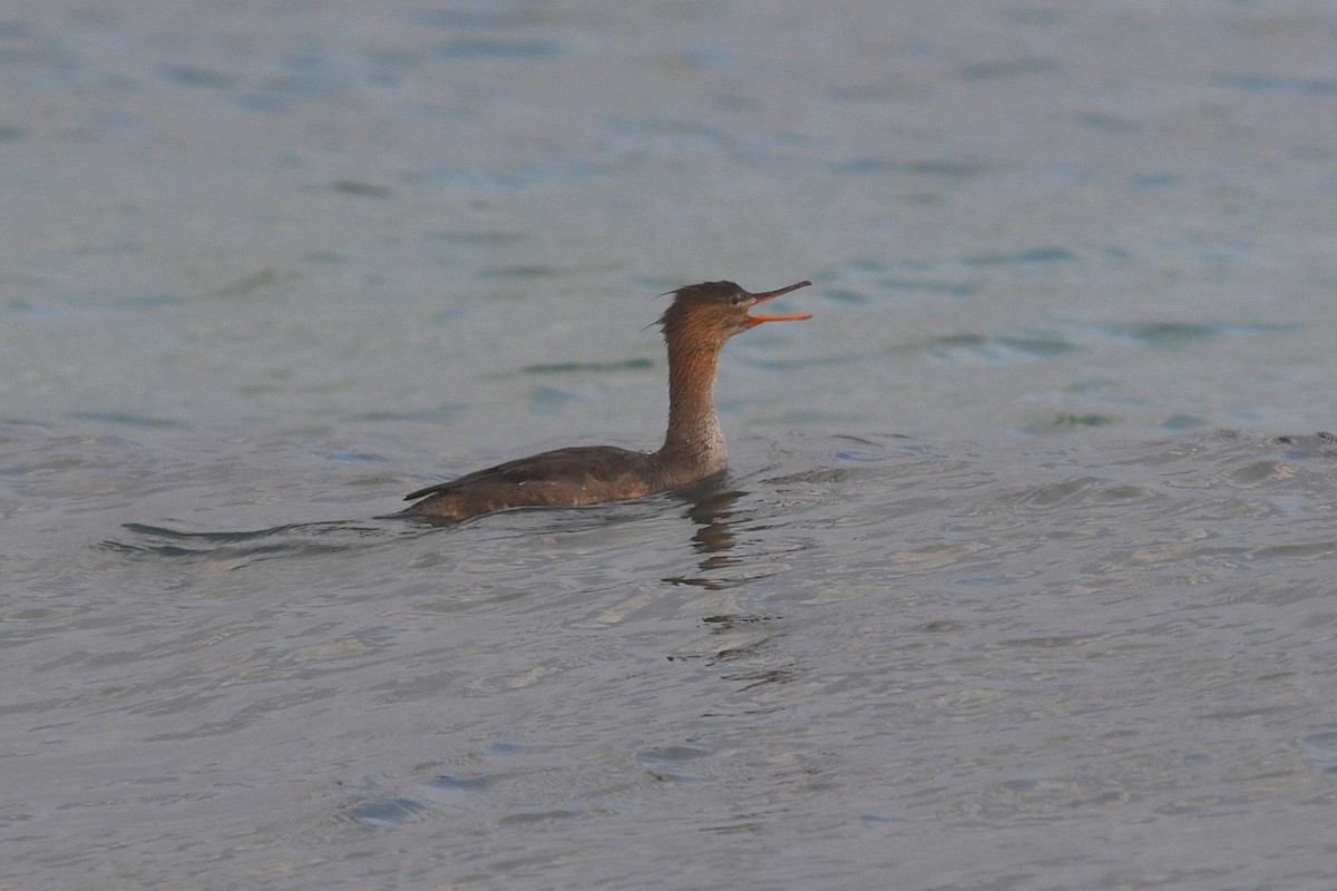 Red-breasted Merganser - ML612257898