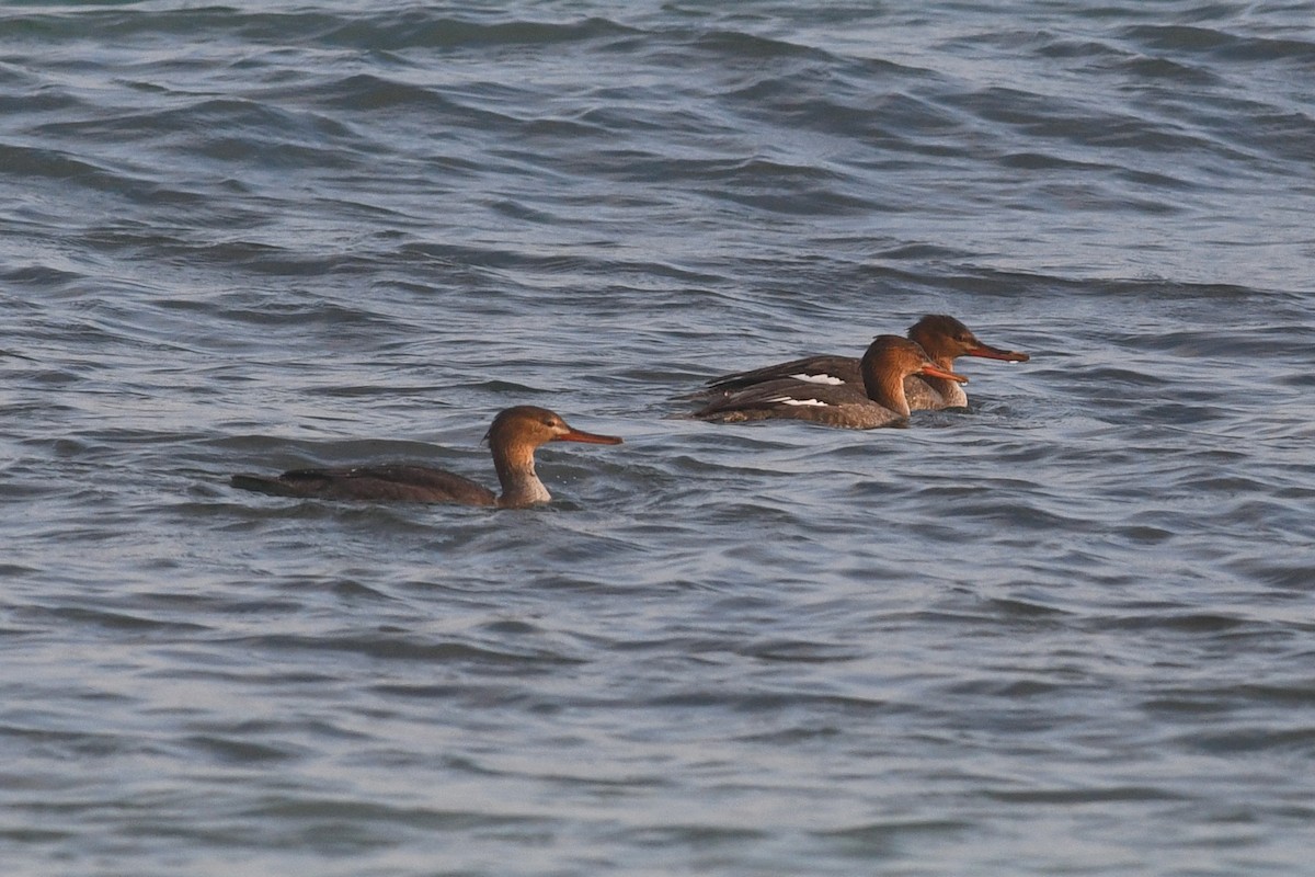 Red-breasted Merganser - ML612257899