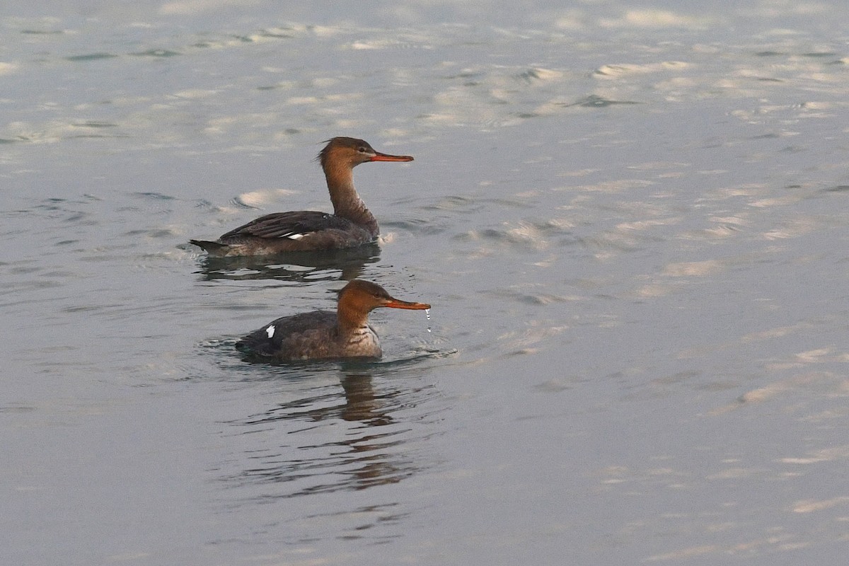 Red-breasted Merganser - ML612257902