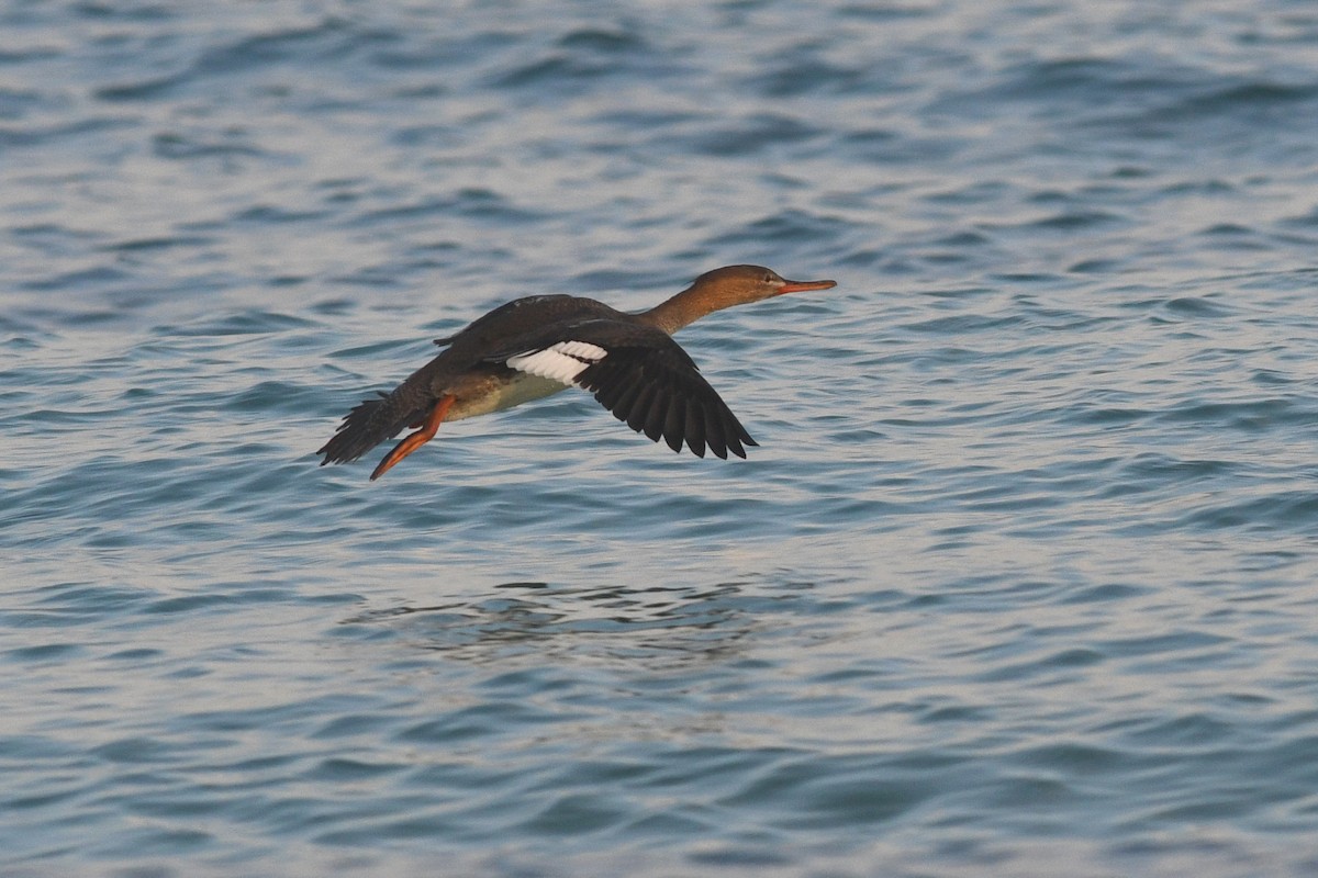 Red-breasted Merganser - ML612257903