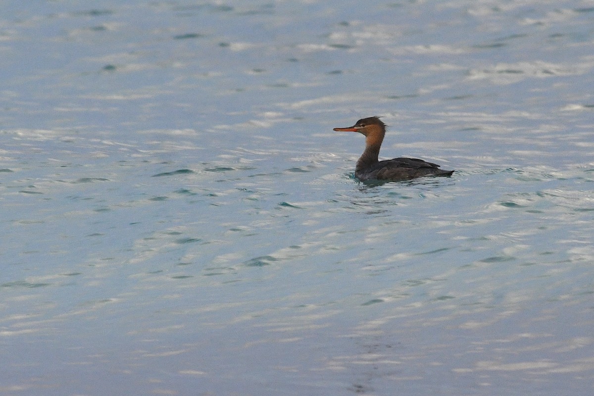 Red-breasted Merganser - ML612257904