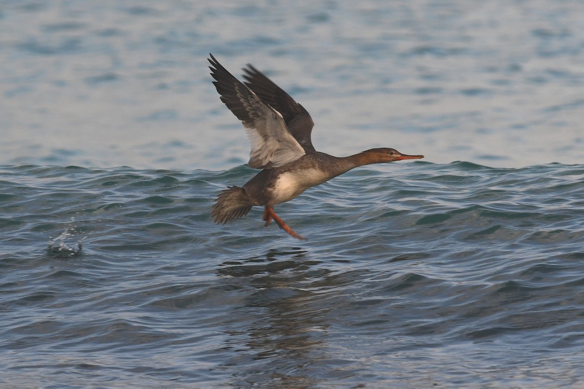 Red-breasted Merganser - ML612257906