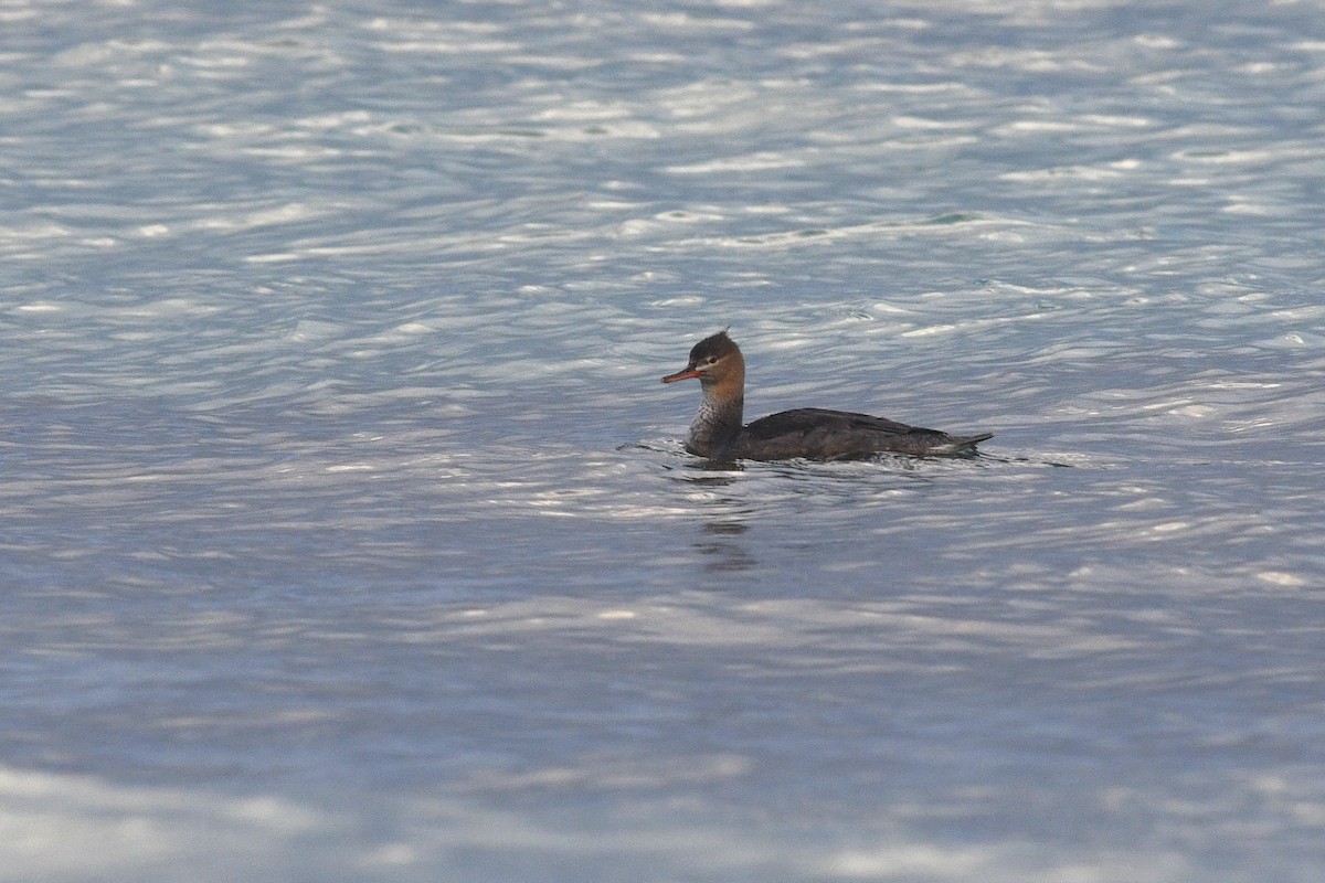 Red-breasted Merganser - ML612257907