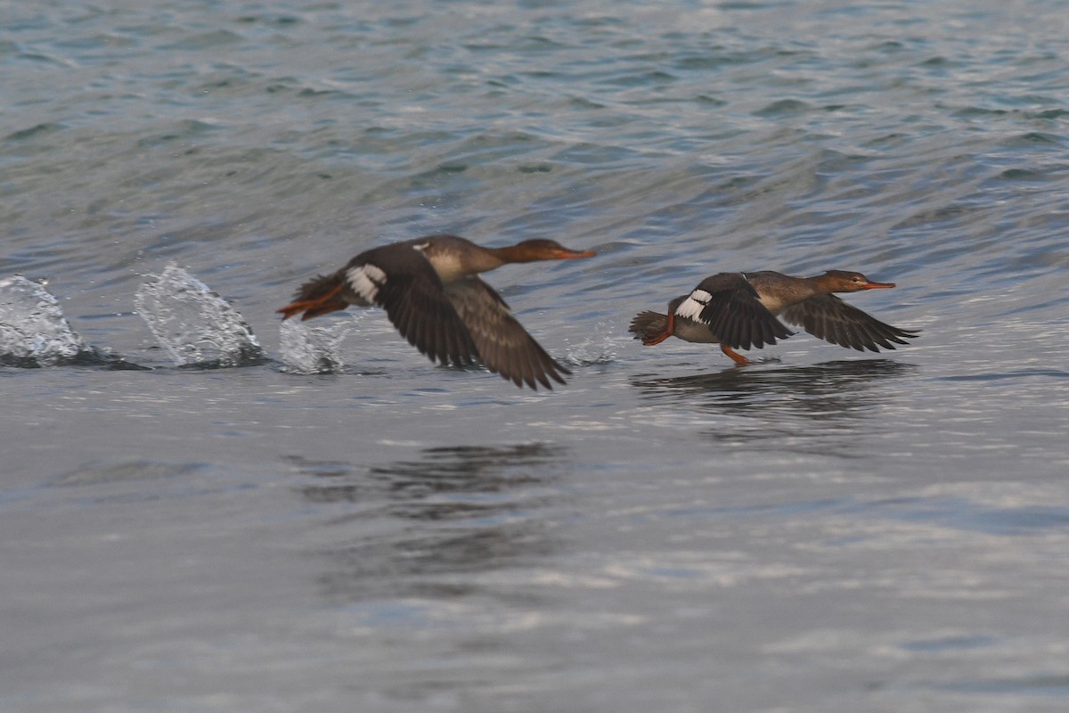 Red-breasted Merganser - ML612257908