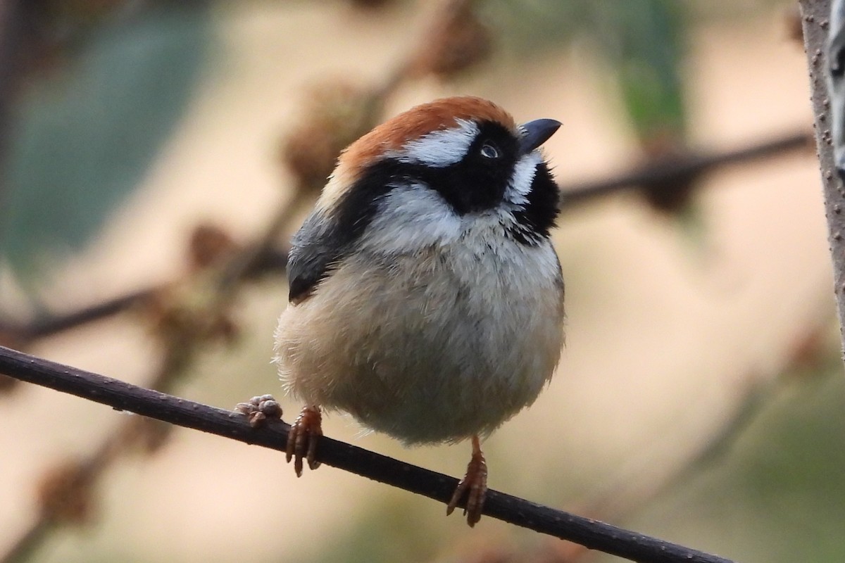 Black-throated Tit - ML612257951