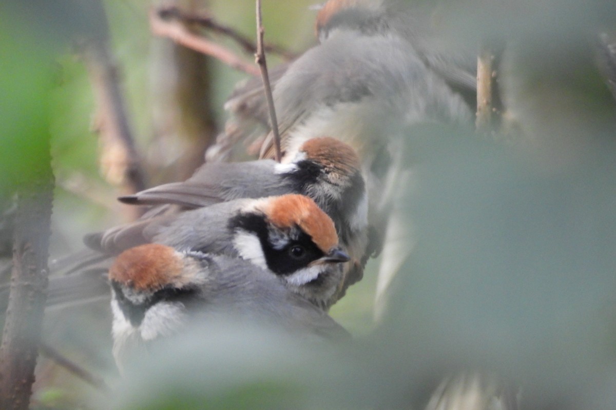 Black-throated Tit - ML612257953