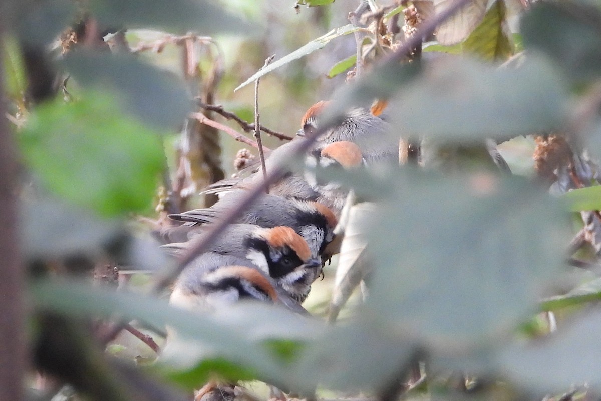 Black-throated Tit - ML612257954