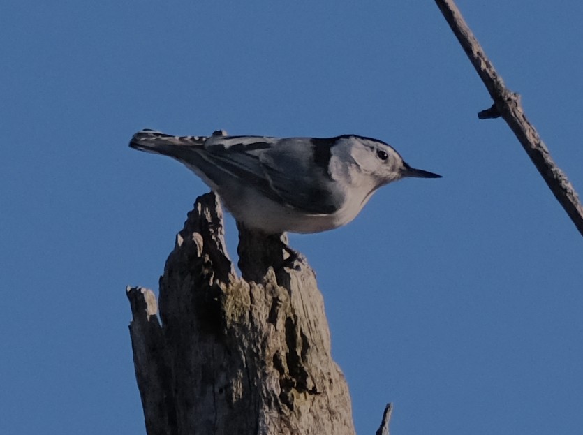 White-breasted Nuthatch - ML612258043