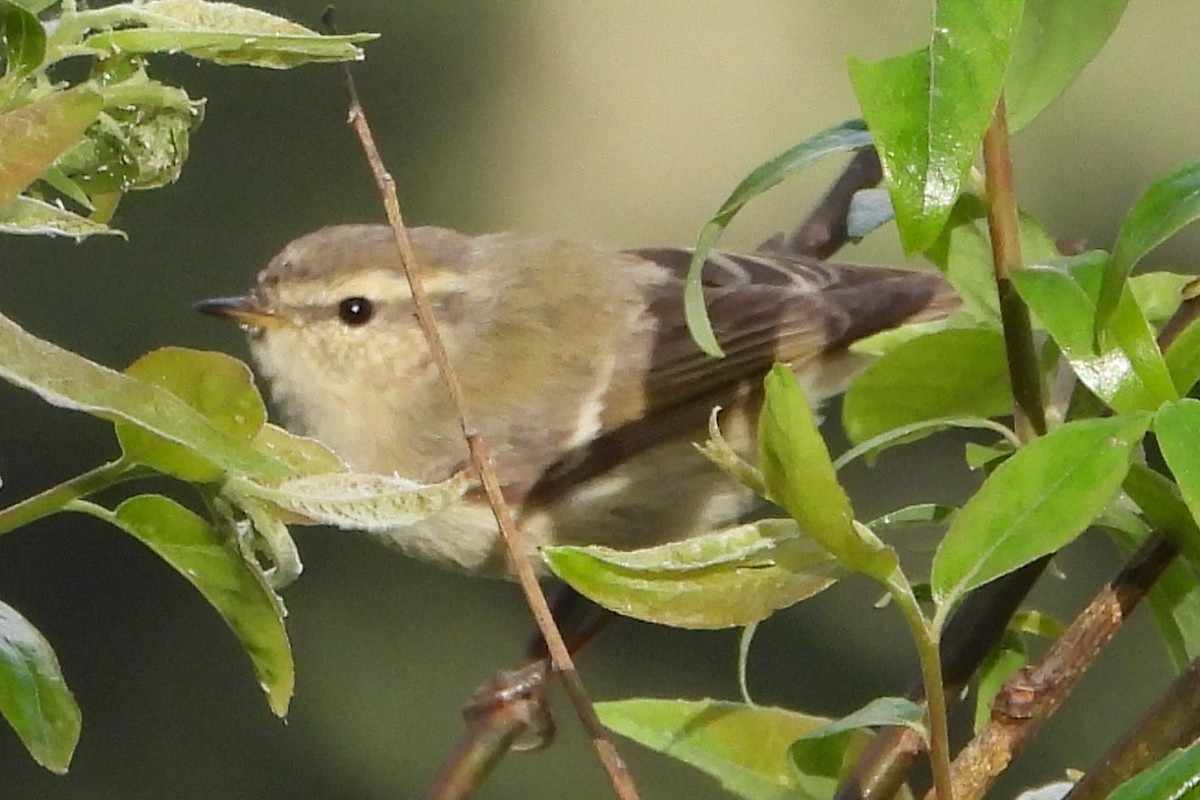 Mosquitero de Hume - ML612258053