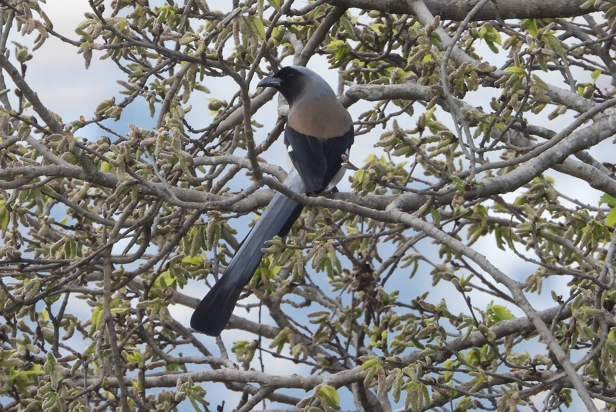 Gray Treepie - ML612258088