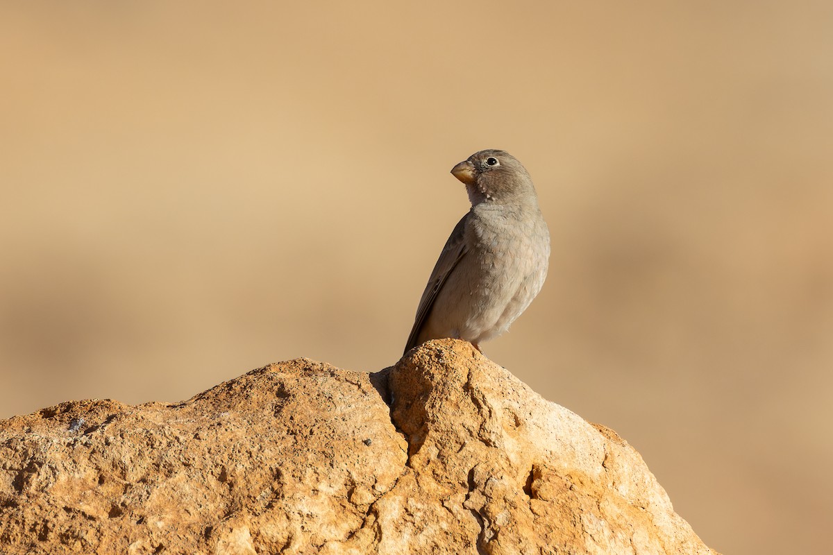 Trumpeter Finch - Micha Mandel