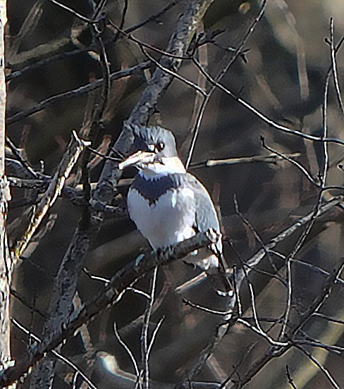 Belted Kingfisher - ML612258177