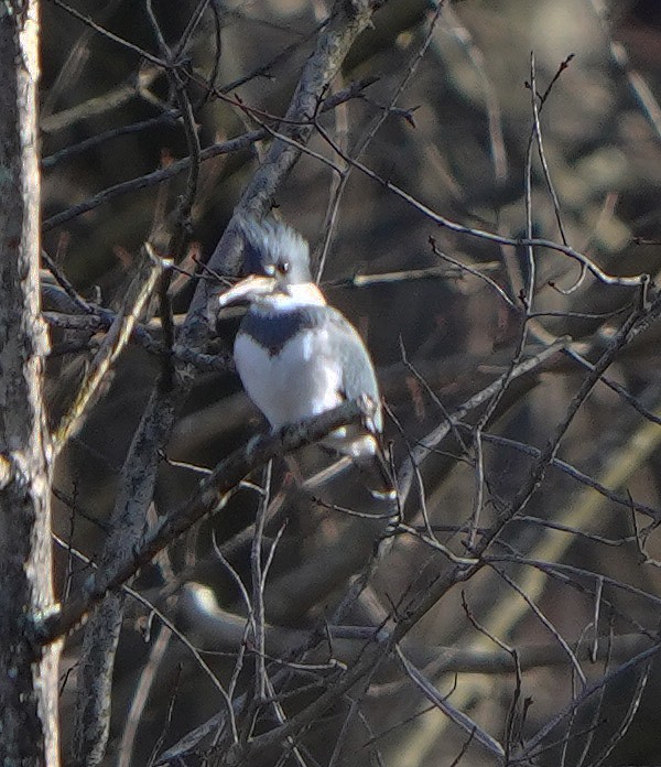 Belted Kingfisher - ML612258178