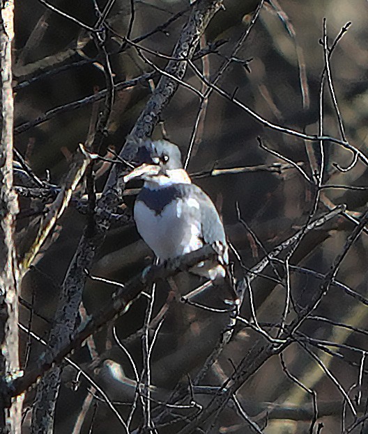 Belted Kingfisher - ML612258179