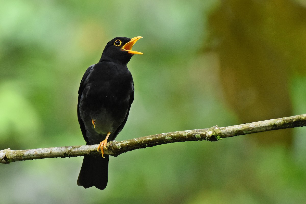 Yellow-legged Thrush - Guilherme  Willrich