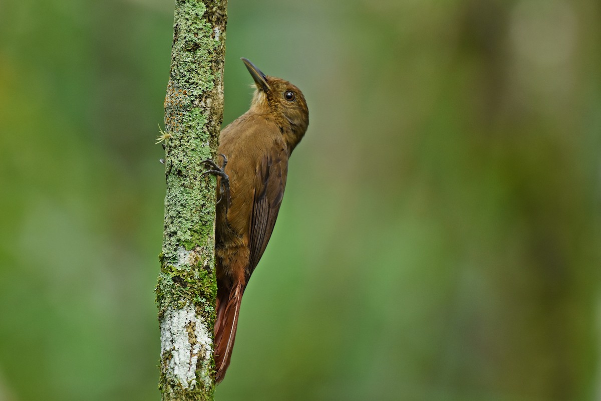 Plain-winged Woodcreeper - ML612258220