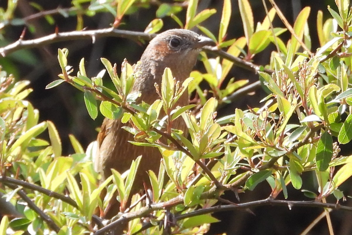 Streaked Laughingthrush - ML612258222