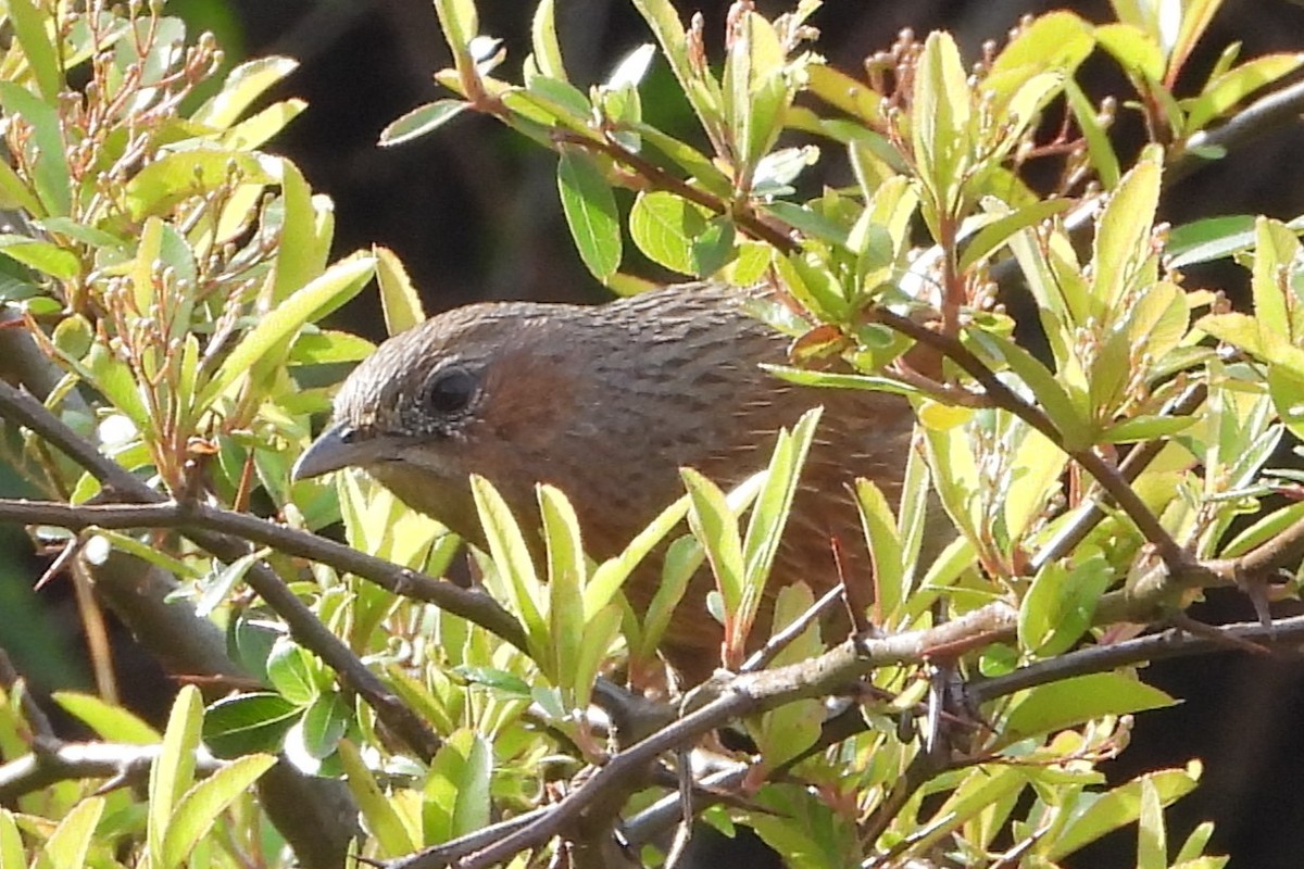 Streaked Laughingthrush - ML612258223