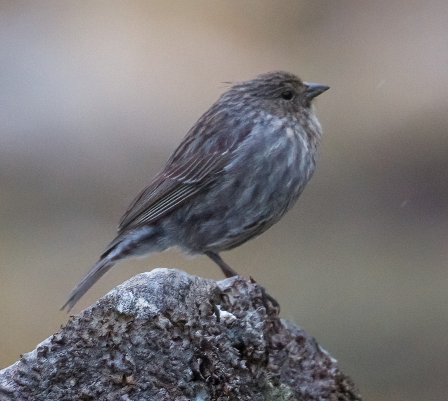 Ash-breasted Sierra Finch - José Martín