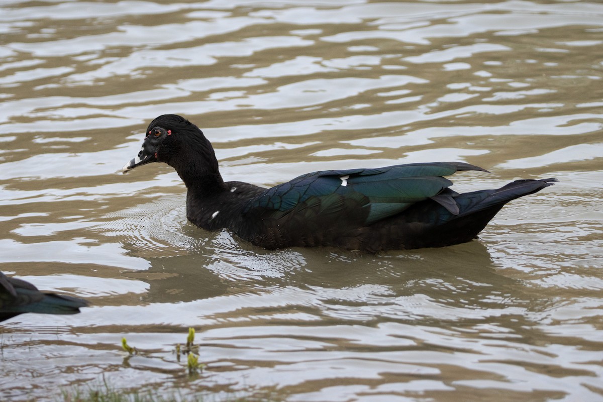 Muscovy Duck - ML612258304