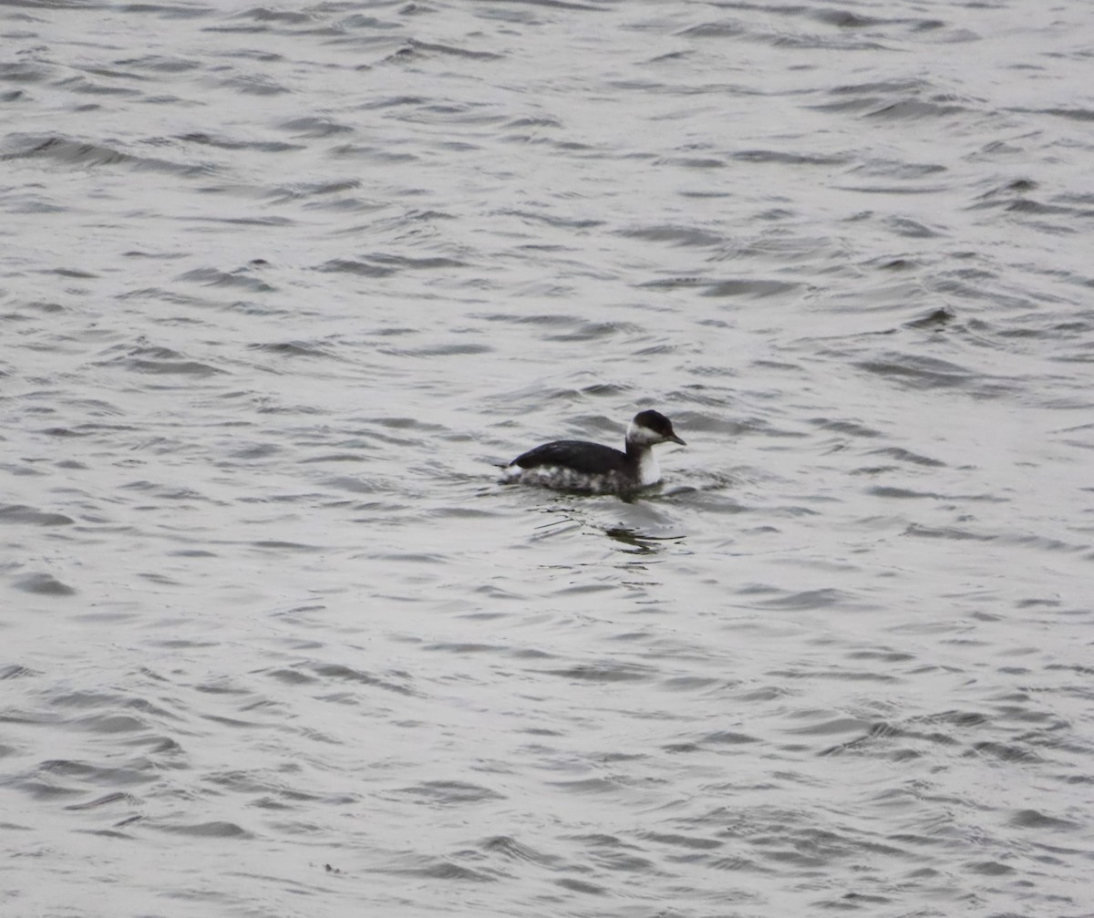 Horned Grebe - ML612258388