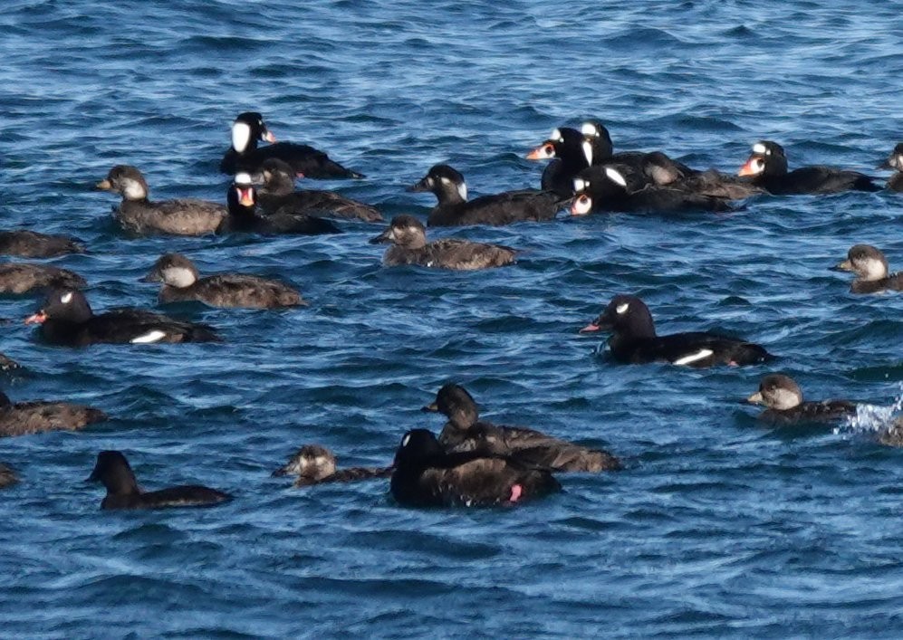 Black Scoter - ML612258398