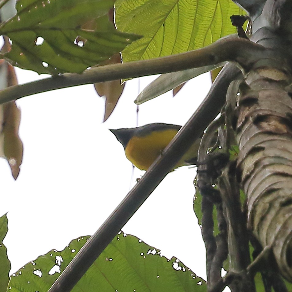 Olivaceous Siskin - Patricia Isaacson