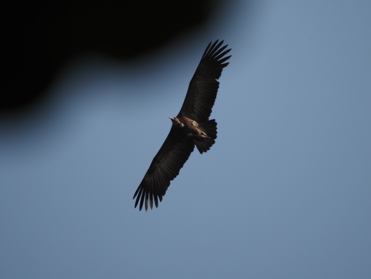 Hooded Vulture - ML612258511
