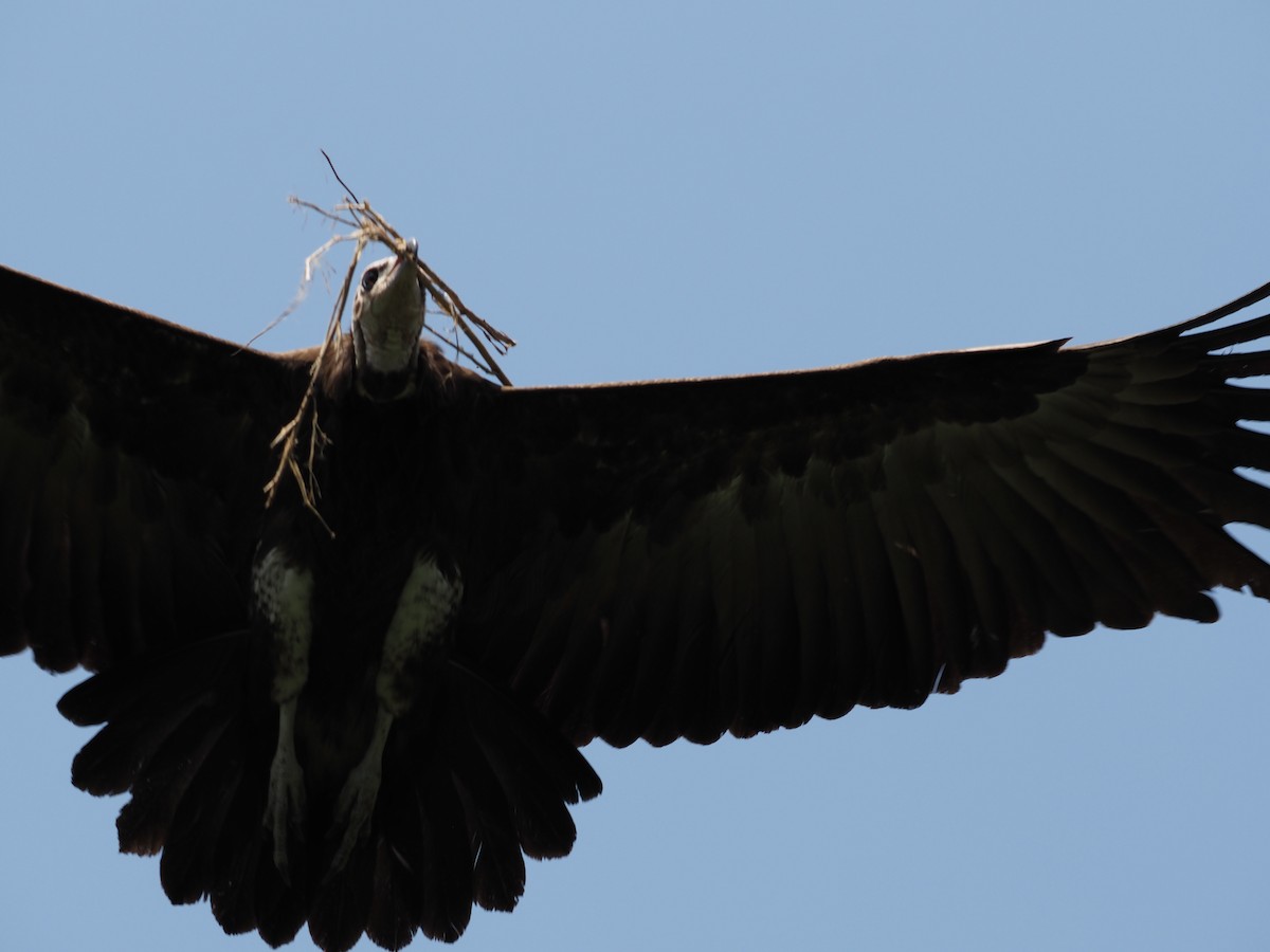 Hooded Vulture - Guillermo Parral Aguilar