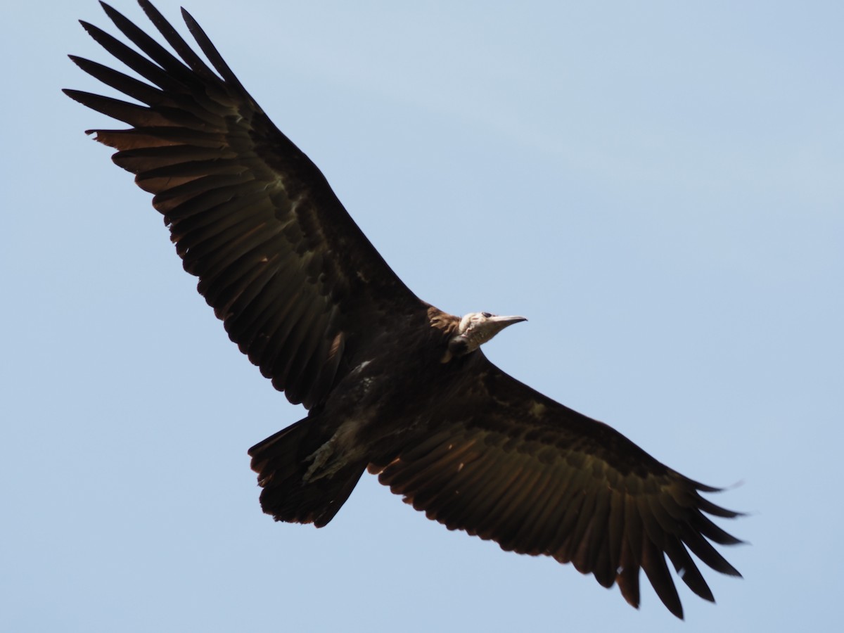 Hooded Vulture - ML612258516