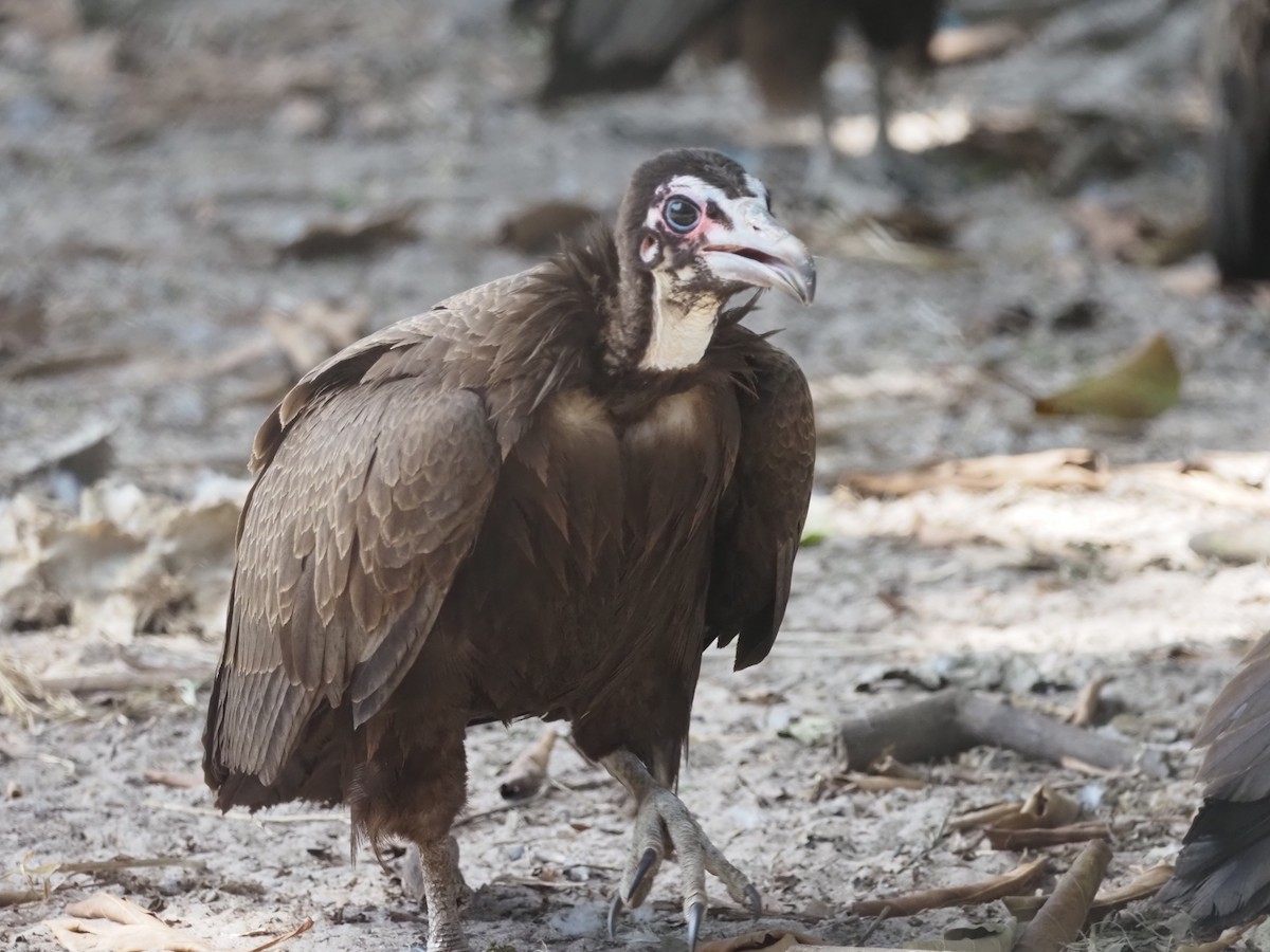 Hooded Vulture - ML612258518