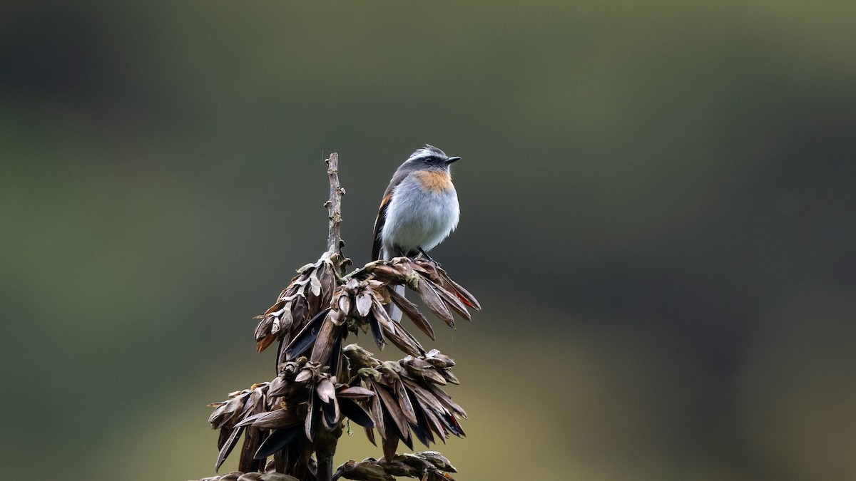 Rufous-breasted Chat-Tyrant - ML612258561