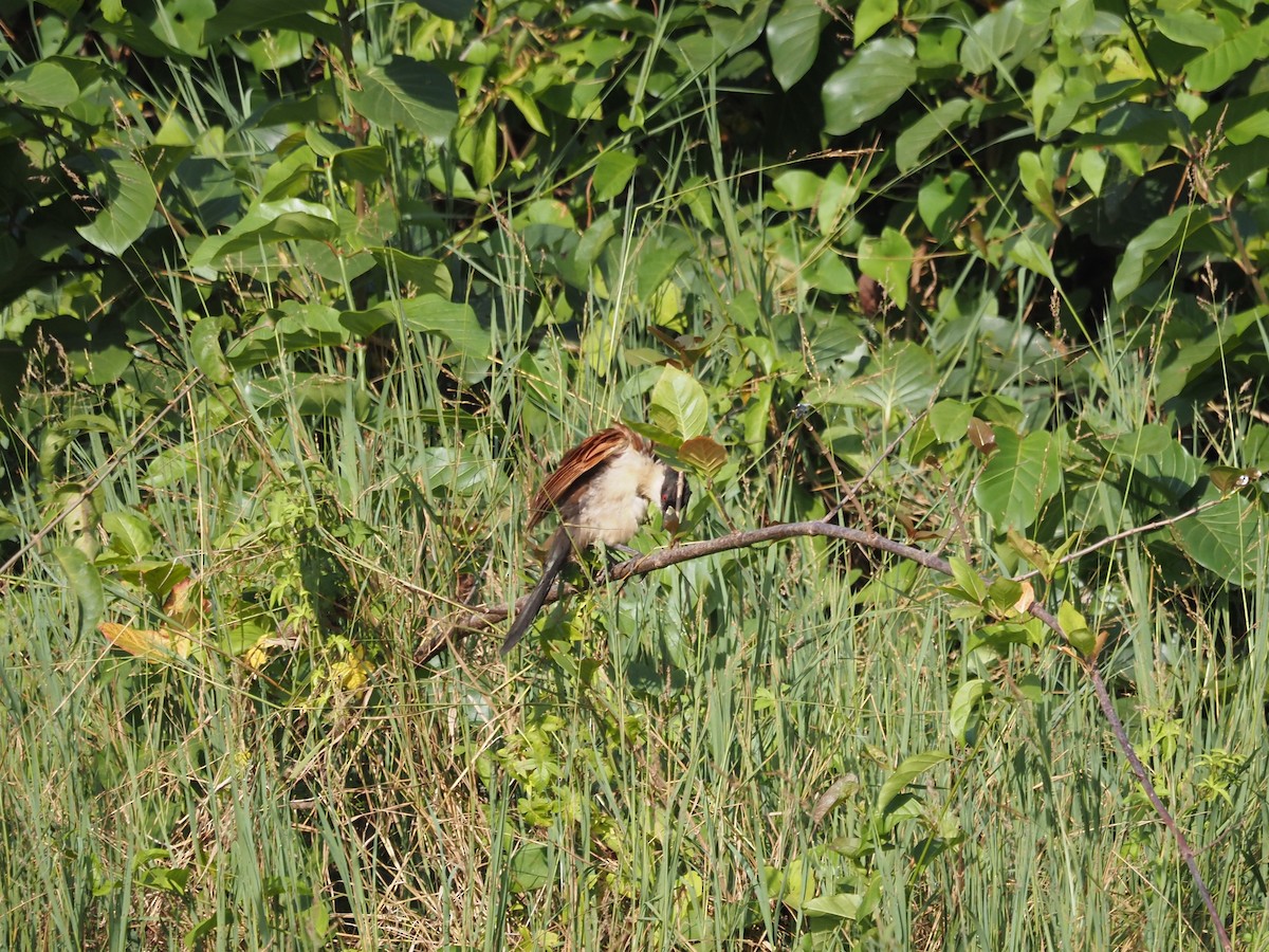 Senegal Coucal - ML612258580